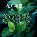 墨欣 - 浪人琵琶