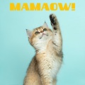 Cat Music、Music For Cats、Cats Music Zone - Growing