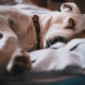 2020 July Country Calming Recordings | Sleep and Chilling Out