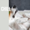 Fortuna Bonam - Chill