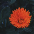 Lounge Groove Avenue、Topical Beats、Ashley Kennedy、Rogue Streams - Aquatic Creators