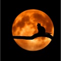 #1 Tracks | Soulful Ambience