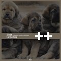HENRÍQUEZ、Gerion - La Mastina (HenriquezRemix)