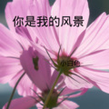小白色 - 你的万水千山
