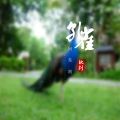 软刺 - 孔雀向东南 (伴奏)