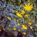 y、E - Realitas Obyektif