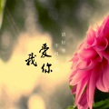语轻寒 - 我爱你不问归期