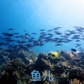 洛小菲 - 鱼儿