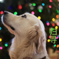 蓝泡泡 - 归寻