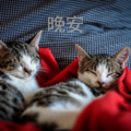 洛小菲 - 今夜星光闪闪