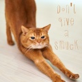 Music For Cats、Yoga Music、Cat Music - Shallow