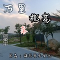 温柔宇 - 万里桃花落