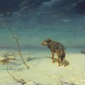 snny - Coyote