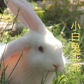 洛小菲 - 大公鸡