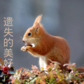 洛小菲 - 他一定很爱你