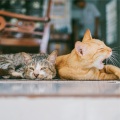 Calming Sounds for Sleeping Cats