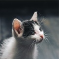 Relaxig Tracks for Cats