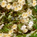 感官先生