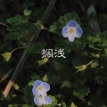 圈妹、大兵 - 故意