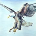 조규찬 - My Eagles, Fly High