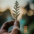 伍小妹、薛紫阳 - 孤苦伶仃
