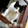 洛小菲 - 花期