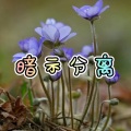 阿月、7妹 - 广东爱情故事 (虎牙版)
