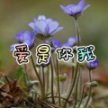 阿月、7妹 - 猜不透