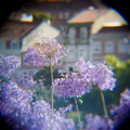 Flynn - salvia divinorum