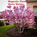 Steve Martin - Magnolia Flowers