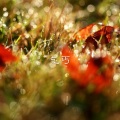 虞姬、圈妹 - 飘摇