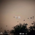 虞姬、圈妹 - 渡
