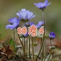 阿琪、虞姬 - 白狐