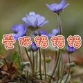 蒲公英的约定