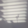 虞泽 - 苏荷酒吧女唱低音炮 (Remix)