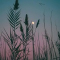 胡向阳 - 戒