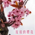 张如芳 - 绽放的樱花