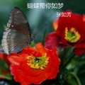 张如芳 - 回忆的往事