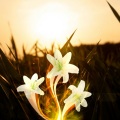 Rayan Myers - Spring Changes