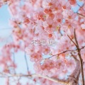 大飞、7妹 - 半壶纱
