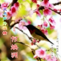 何焕洲-茜草心 - 百灵鸟声为谁情