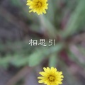 大飞、7妹 - 我的大草原
