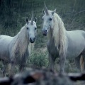 Lil Peep、Horse Head - right here (prod. nedarb)