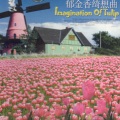 Imagination of Tulip - 小夜曲