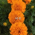 小侯、7妹 - 你是我最爱的女人