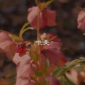 佐佐、7妹 - 我们的歌谣