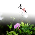 春小光、小啊涛 - 牵牛花与牵牛花 (伴奏)