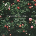 南辰 - 敲响警钟