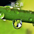 雨之声
