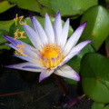 苏珞宁、孟繁星 - 蝶恋花·何处谣